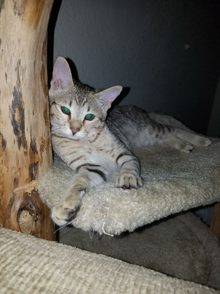 A1 Savannahs Alex (Zelda) F4 Female Savannah Kitten