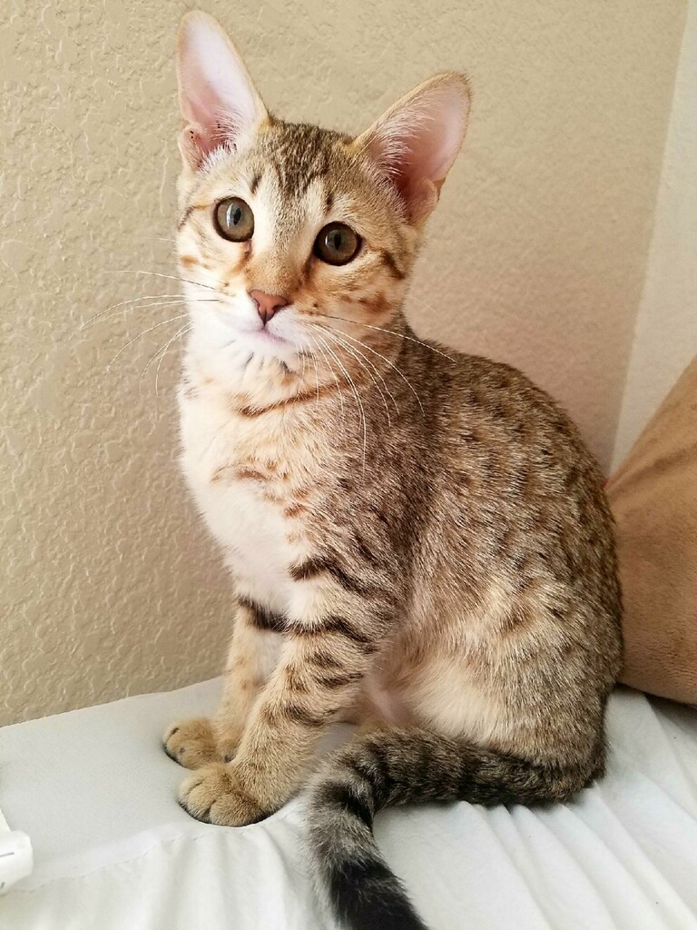 A1 Savannahs Alex (Zelda) F4 Female Savannah Kitten