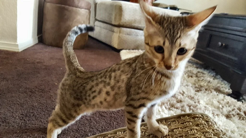 A1 Savannahs Alex (Zelda) F4 Female Savannah Kitten