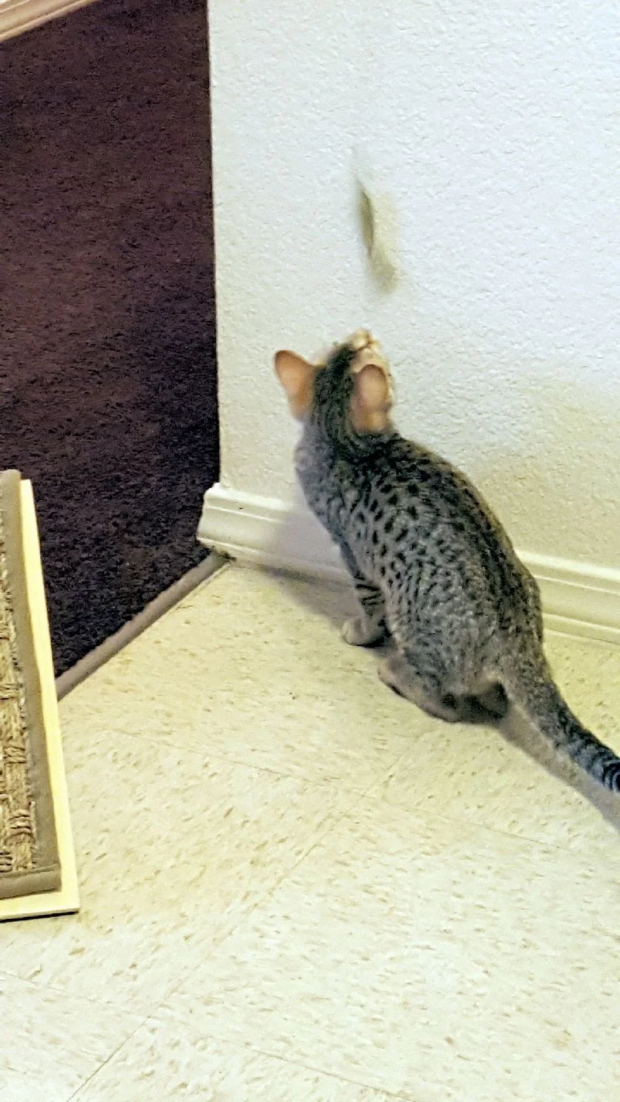 A1 Savannahs Alex (Zelda) F4 Female Savannah Kitten
