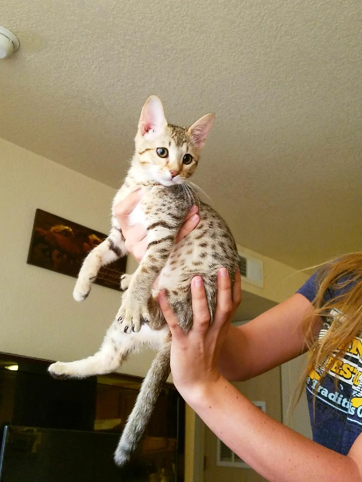 A1 Savannahs Alex (Zelda) F4 Female Savannah Kitten