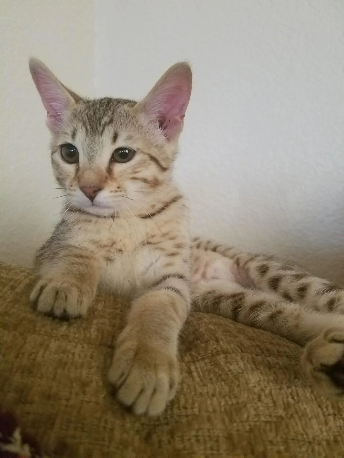 A1 Savannahs Alex (Zelda) F4 Female Savannah Kitten