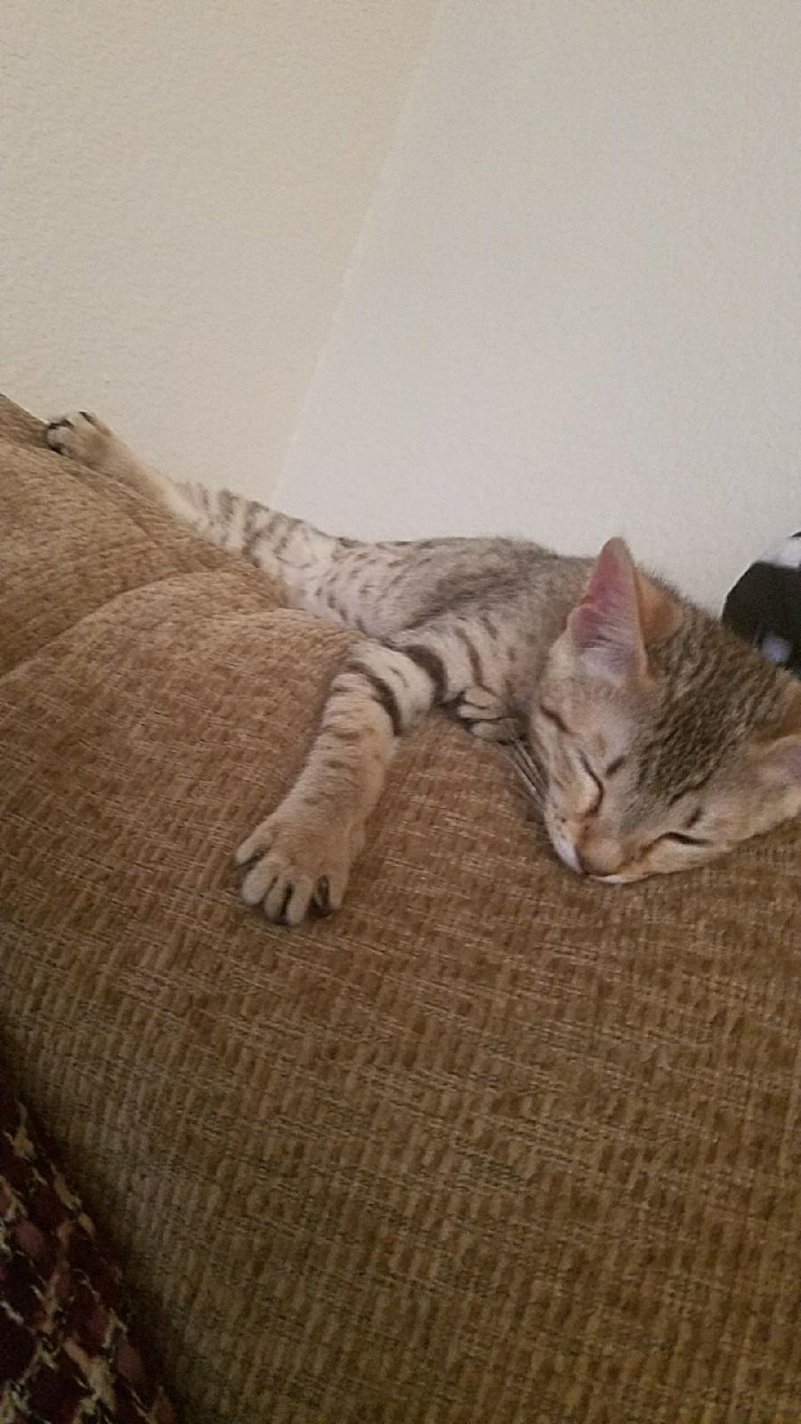 A1 Savannahs Alex (Zelda) F4 Female Savannah Kitten