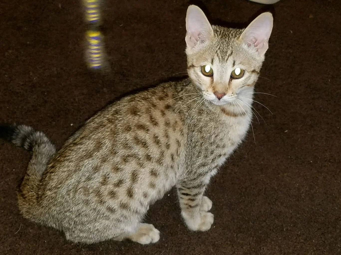 A1 Savannahs Alex (Zelda) F4 Female Savannah Kitten
