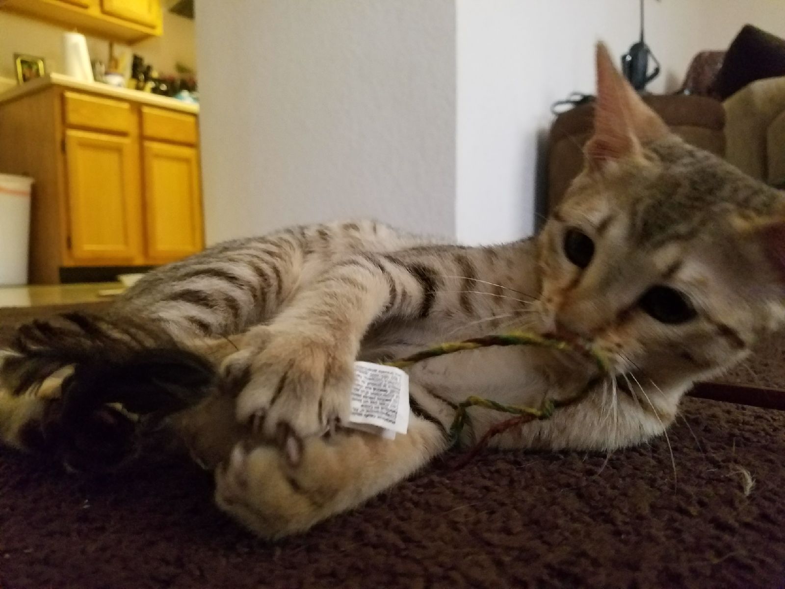 A1 Savannahs Alex (Zelda) F4 Female Savannah Kitten