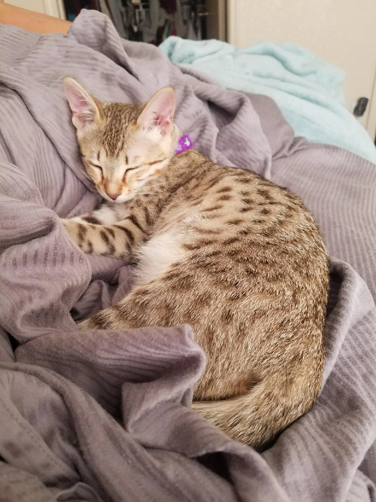 A1 Savannahs Alex (Zelda) F4 Female Savannah Kitten