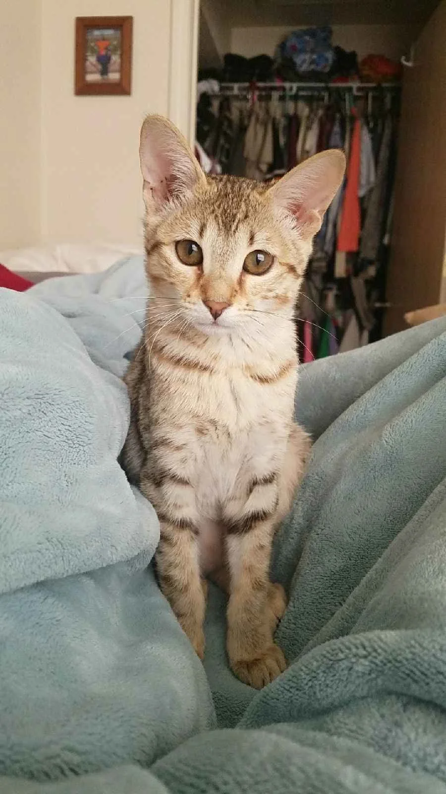 A1 Savannahs Alex (Zelda) F4 Female Savannah Kitten