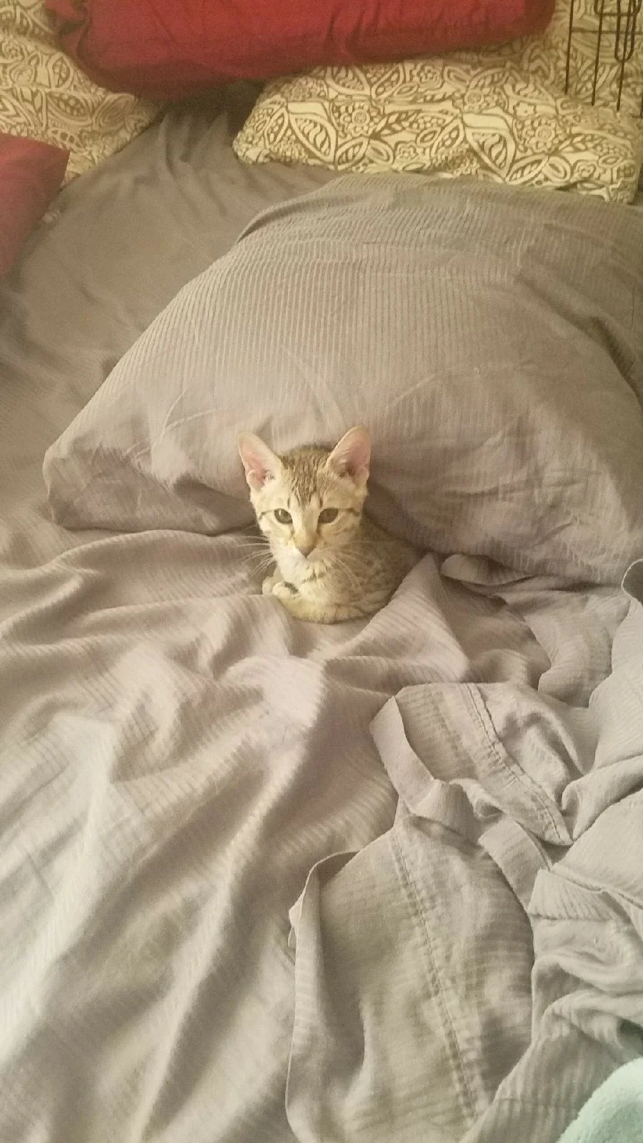 A1 Savannahs Alex (Zelda) F4 Female Savannah Kitten
