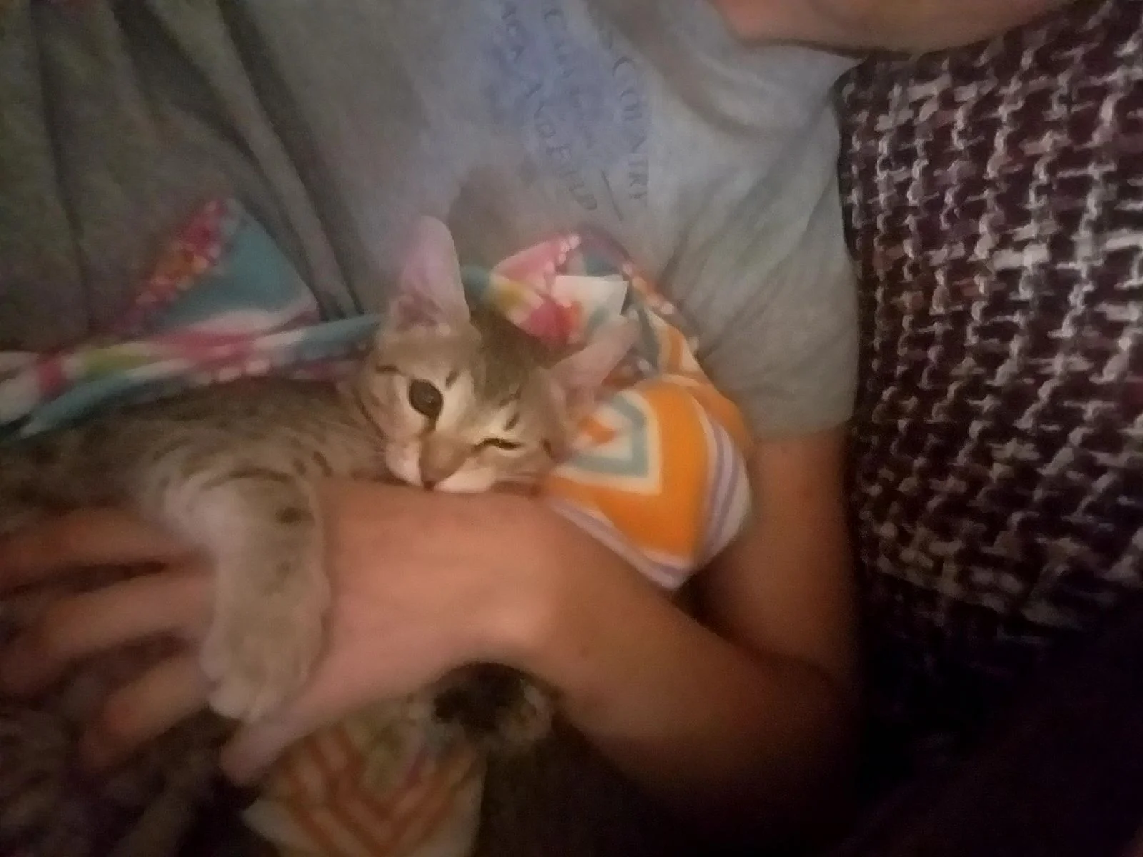 A1 Savannahs Alex (Zelda) F4 Female Savannah Kitten