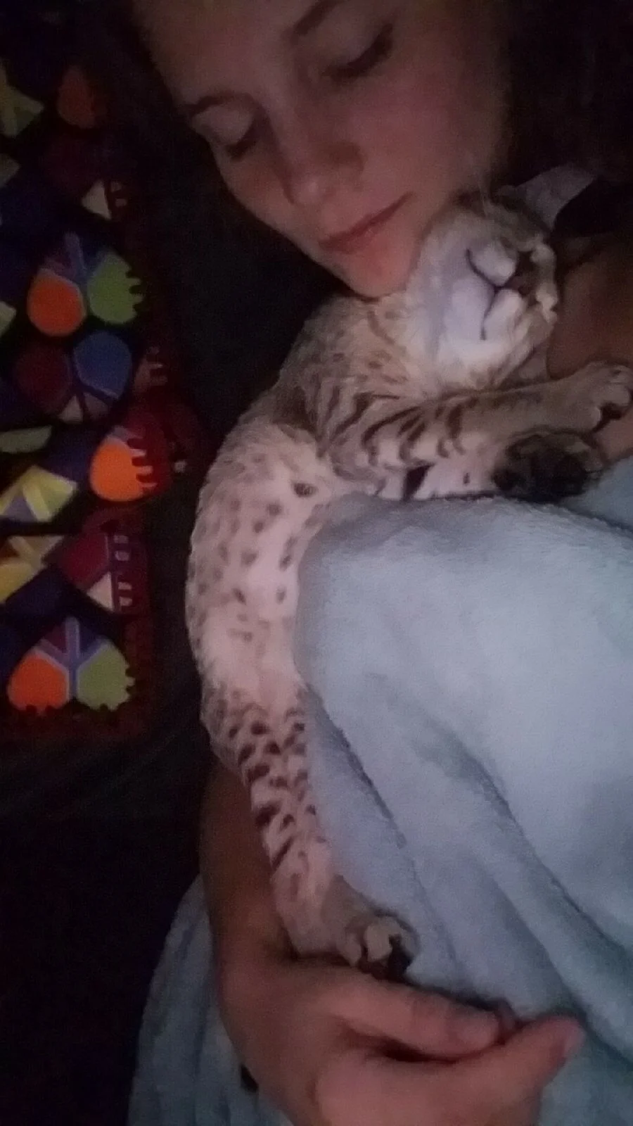 A1 Savannahs Alex (Zelda) F4 Female Savannah Kitten