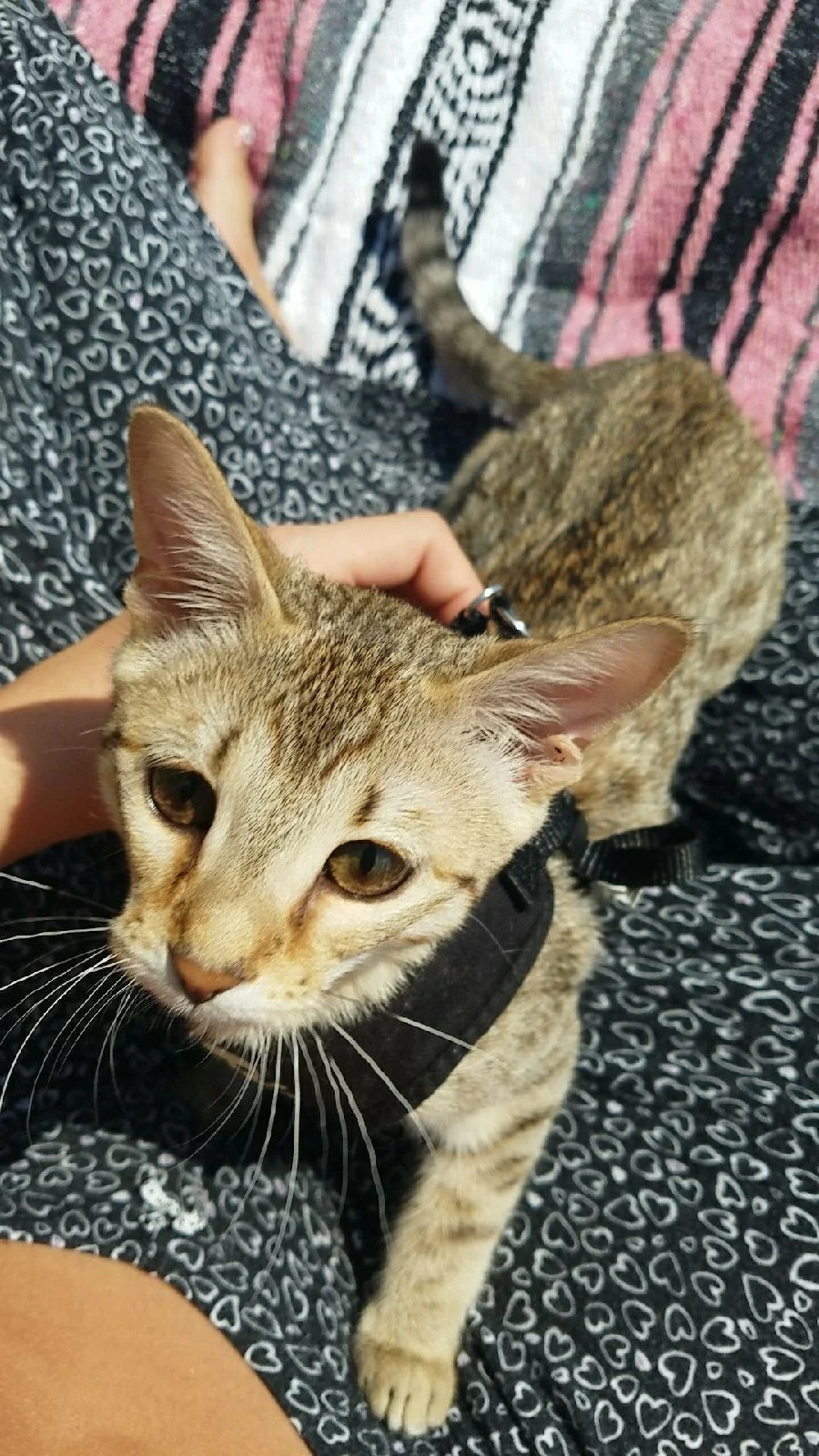 A1 Savannahs Alex (Zelda) F4 Female Savannah Kitten