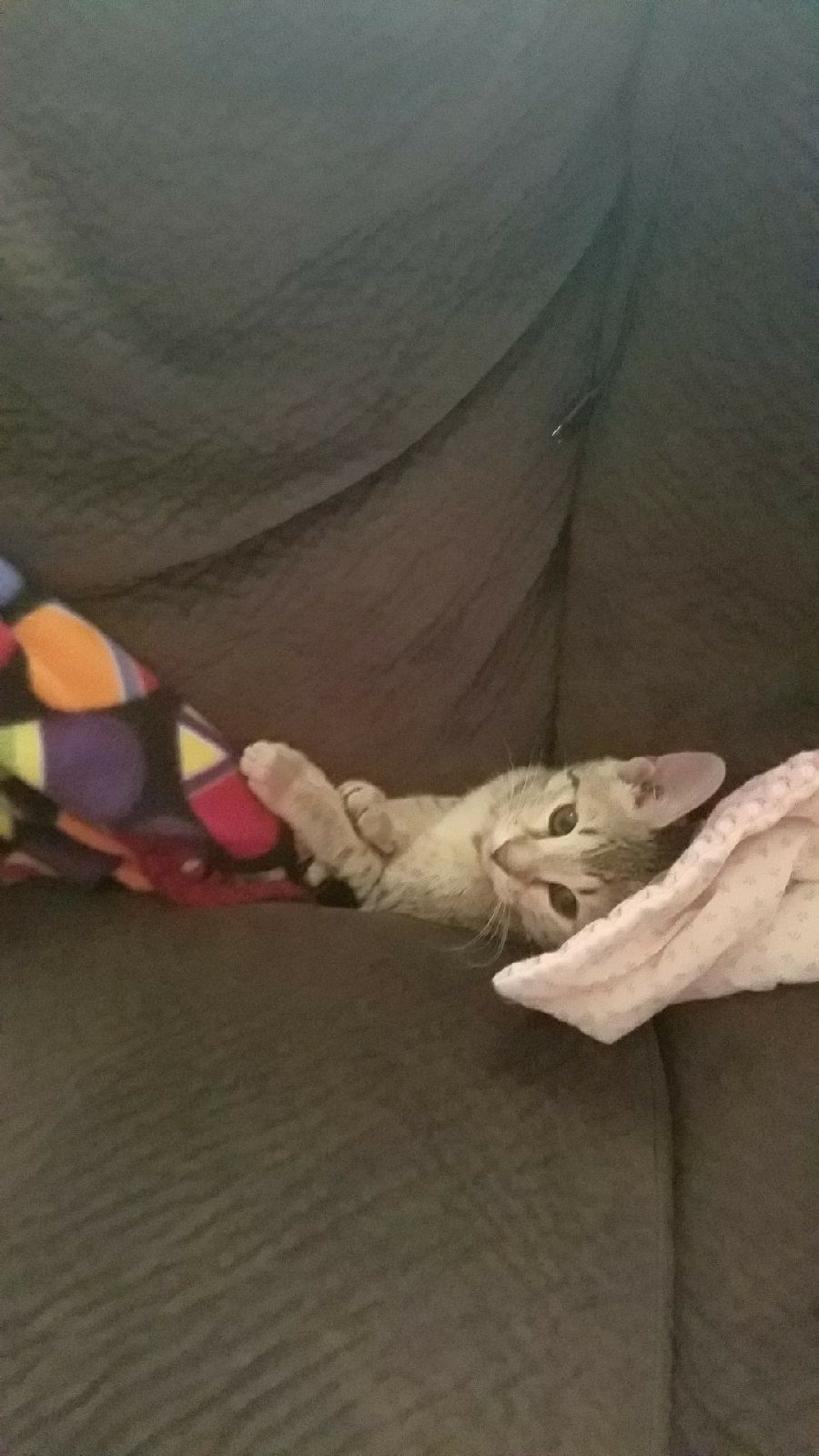 A1 Savannahs Alex (Zelda) F4 Female Savannah Kitten