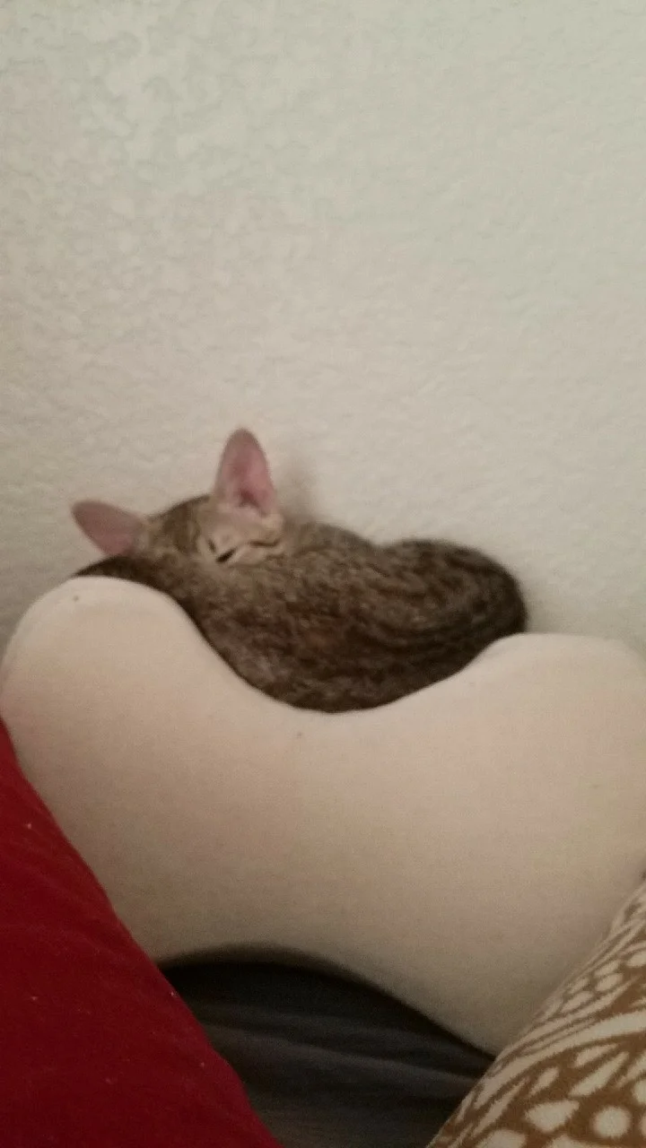 A1 Savannahs Alex (Zelda) F4 Female Savannah Kitten