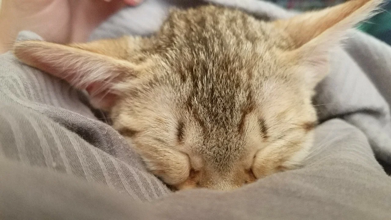 A1 Savannahs Alex (Zelda) F4 Female Savannah Kitten