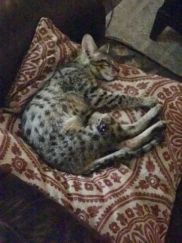 A1 Savannahs F3 Male Issac