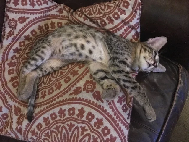 A1 Savannahs F3  Male Issac