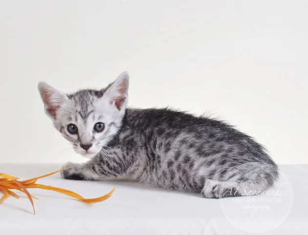 A1 Savannahs F5 Male Peyton Savannah Kitten - Savannah Cats and Kittens For Sale 