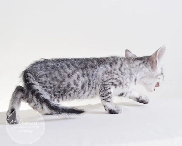 A1 Savannahs F5 Male Peyton Savannah Kitten - Savannah Cats and Kittens For Sale 