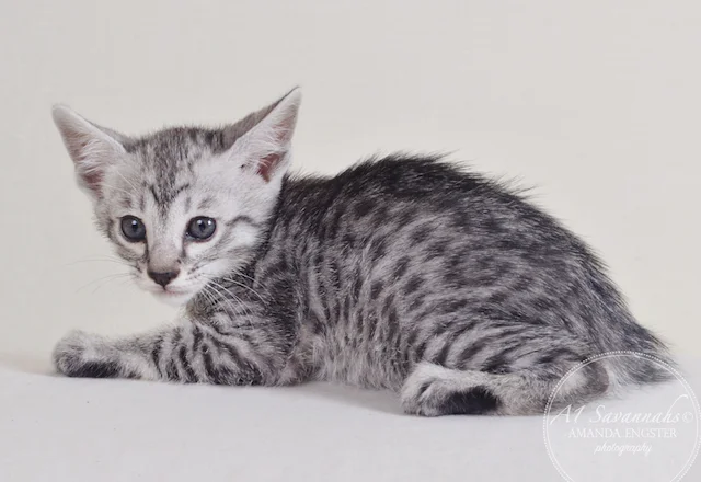 A1Savannahs Peyton F5 Male Savannah Kitten - Savannah Cats and Kittens For Sale 