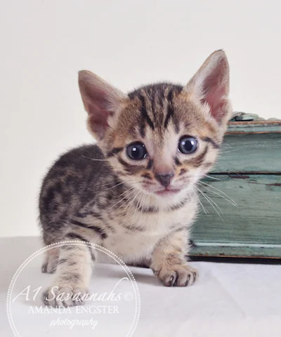 A1 Savannahs Adrian F5 Male Savannah Kitten - Savannah Cats and Kittens For Sale