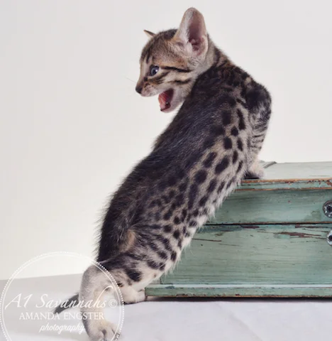 A1 Savannahs Adrian F5 Male Savannah Kitten - Savannah Cats and Kittens For Sale 