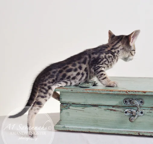 A1 Savannahs Adrian F5 Male Savannah Kitten - Savannah Cats and Kittens For Sale 