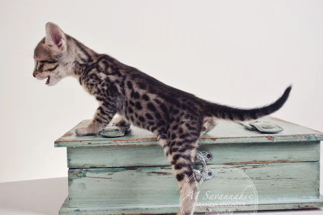 A1 Savannahs Adrian F5 Male Savannah Kitten - Savannah Cats and Kittens For Sale 