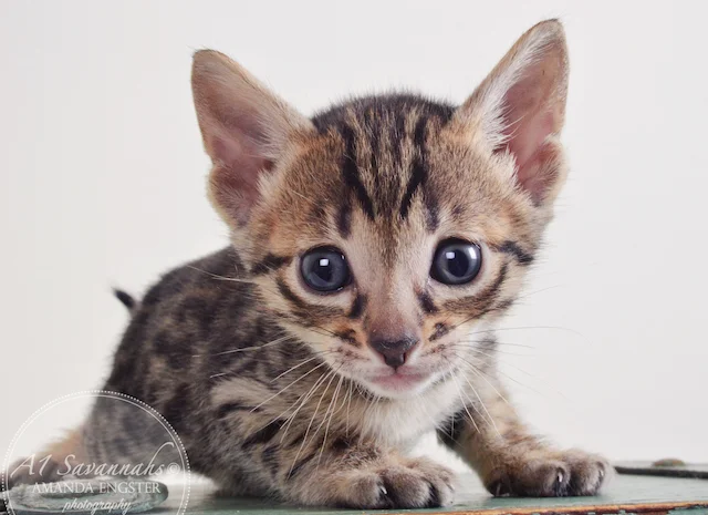A1 Savannahs Adrian F5 Male Savannah Kitten - Savannah Cats and Kittens For Sale 