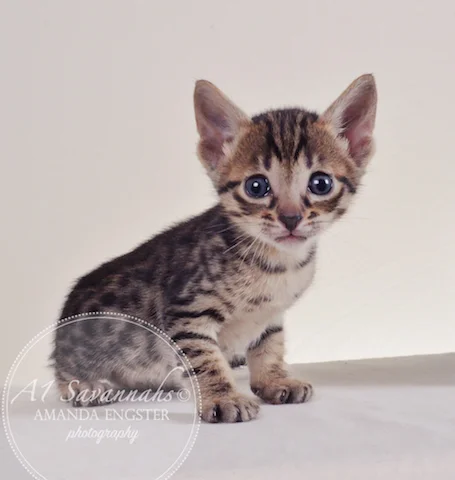 A1 Savannahs Adrian F5 Male Savannah Kitten - Savannah Cats and Kittens For Sale 