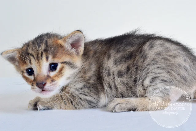 A1 Savannahs Erin F6 Female Savannah Kitten - Savannah Cats and Kittens For Sale