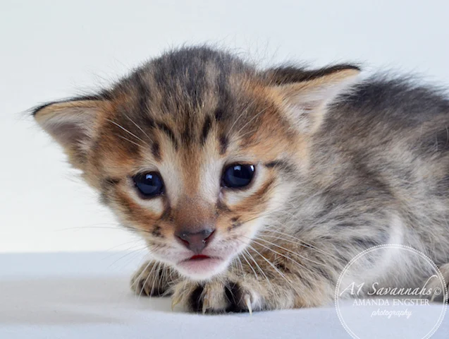 A1 Savannahs Erin F6 Female Savannah Kitten - Savannah Cats and Kittens For Sale