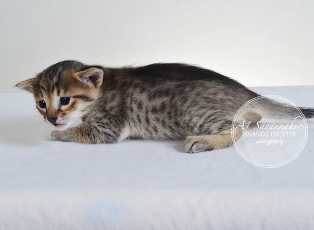 A1 Savannahs Erin F6 Female Savannah Kitten - Savannah Cats and Kittens For Sale