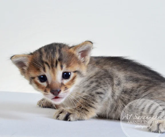 A1 Savannahs Erin F6 Female Savannah Kitten - Savannah Cats and Kittens For Sale