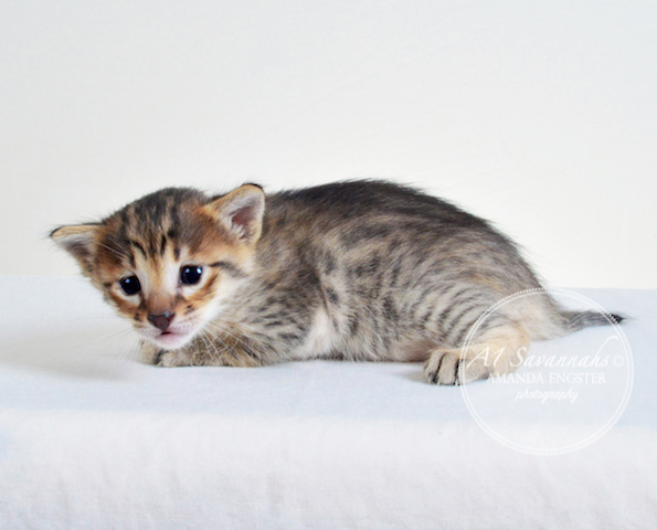 A1 Savannahs Erin F6 Female Savannah Kitten - Savannah Cats and Kittens For Sale