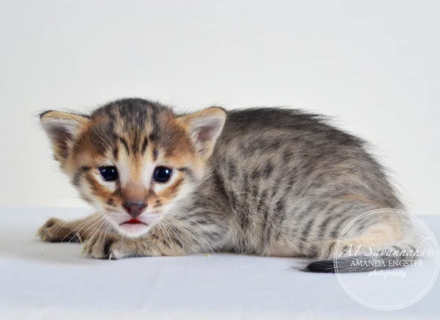 A1 Savannahs Erin F6 Female Savannah Kitten - Savannah Cats and Kittens For Sale