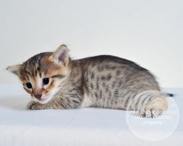 A1 Savannahs Erin F6 Female Savannah Kitten - Savannah Cats and Kittens For Sale