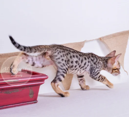 A1 Savannahs Toby F5 Male Savannah Kitten - Savannah Cats and Kittens For Sale 