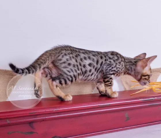 A1 Savannahs Toby F5 Male Savannah Kitten - Savannah Cats and Kittens For Sale 