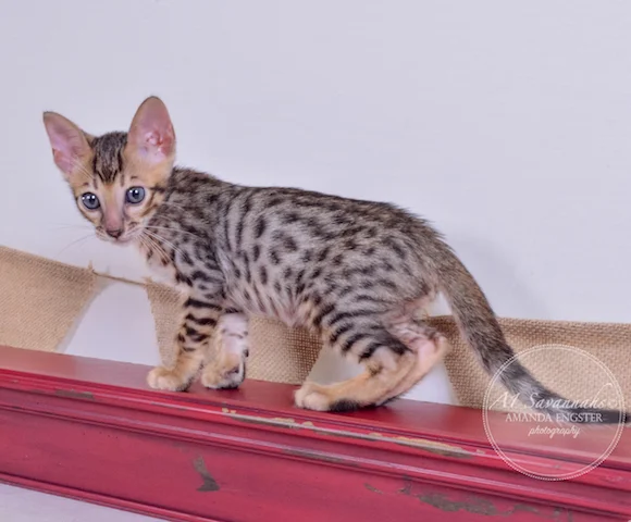 A1 Savannahs Toby F5 Male Savannah Kitten - Savannah Cats and Kittens For Sale 