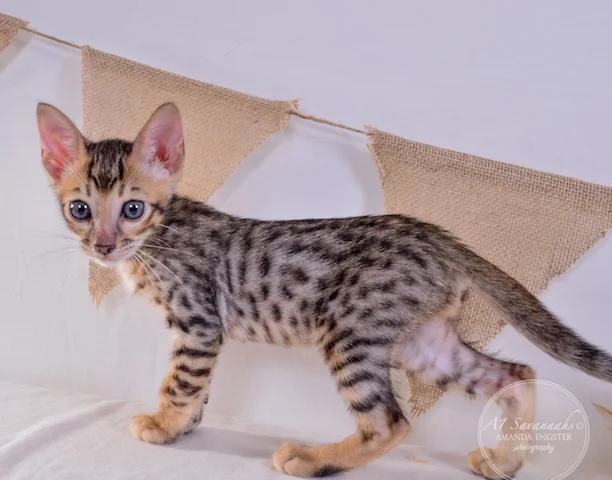 A1 Savannahs Toby F5 Male Savannah Kitten - Savannah Cats and Kittens For Sale 