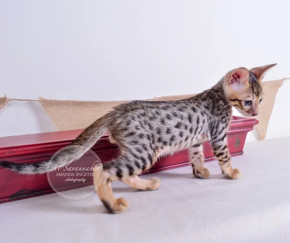 A1 Savannahs Toby F5 Male Savannah Kitten - Savannah Cats and Kittens For Sale 