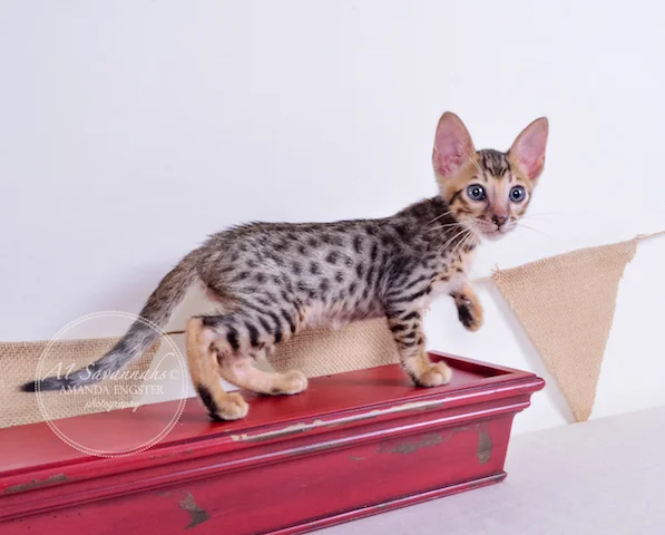 A1 Savannahs Toby F5 Male Savannah Kitten - Savannah Cats and Kittens For Sale 