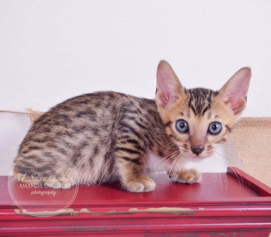 A1 Savannahs Theodore F5 Male Savannah Kitten - Savannah Cats and Kittens For Sale 