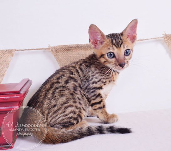 A1 Savannahs Theodore F5 Male Savannah Kitten - Savannah Cats and Kittens For Sale 