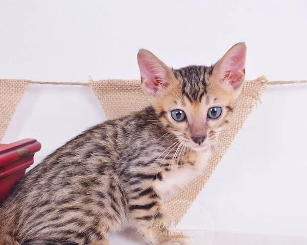 A1 Savannahs Theodore F5 Male Savannah Kitten - Savannah Cats and Kittens For Sale 