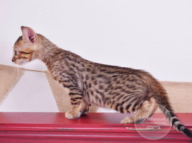 A1 Savannahs Theodore F5 Male Savannah Kitten - Savannah Cats and Kittens For Sale 