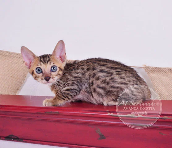A1 Savannahs Theodore F5 Male Savannah Kitten - Savannah Cats and Kittens For Sale 