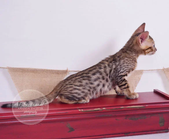 A1 Savannahs Theodore F5 Male Savannah Kitten - Savannah Cats and Kittens For Sale 