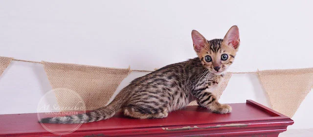 A1 Savannahs Theodore F5 Male Savannah Kitten - Savannah Cats and Kittens For Sale 