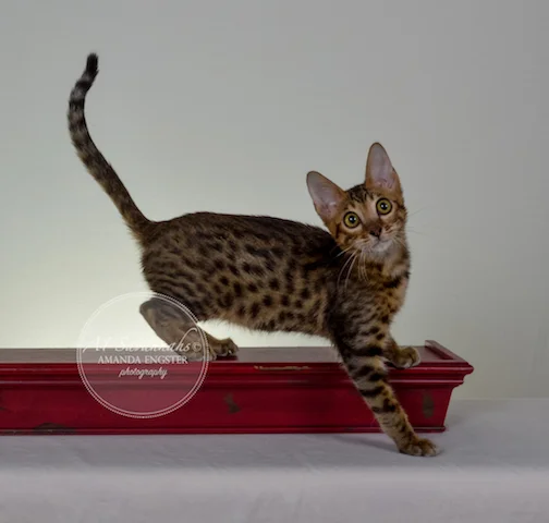 A1 Savannahs Theodore F5 Male Savannah Kitten - Savannah Cats and Kittens For Sale 